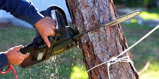 Best Tree Risk Assessment  in Lden, MA