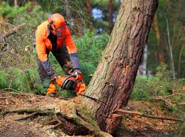 Best Tree Disease Treatment  in Lden, MA