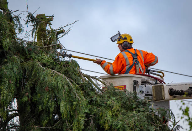 Reliable Malden, MA Tree Removal Services Solutions