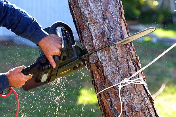 Best Residential Tree Removal  in Lden, MA