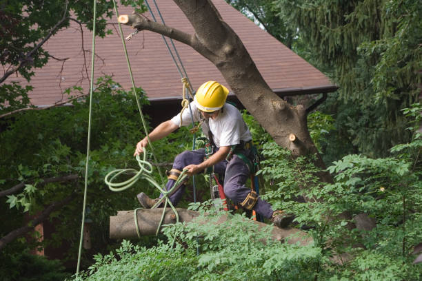 Best Emergency Tree Removal  in Lden, MA