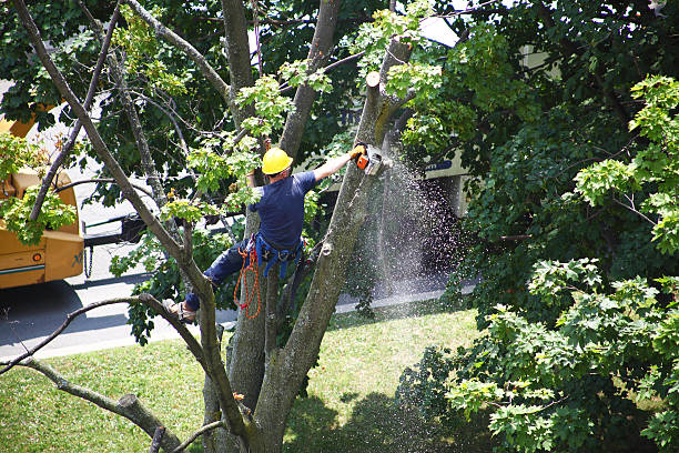 Best Lawn Watering Services  in Lden, MA