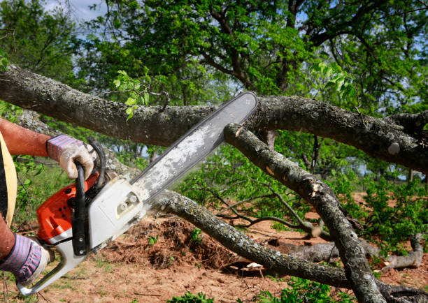 Best Commercial Tree Removal  in Lden, MA